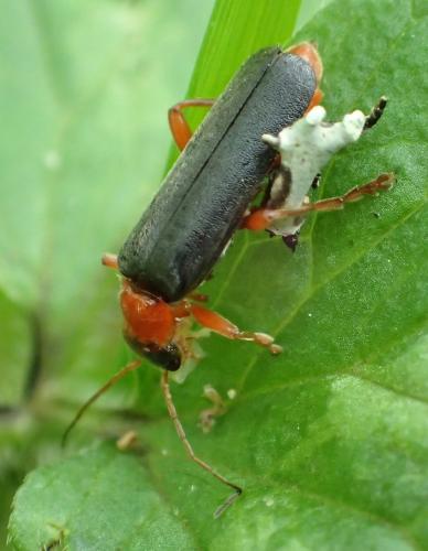 Réf. 209 691 : Cantharis pellucida